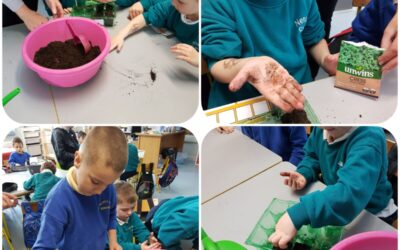 Senior Infant seed planting