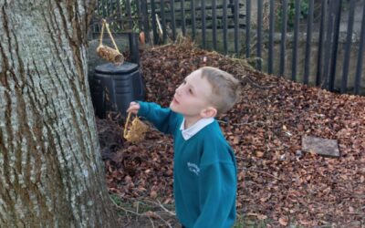 Bird Feeders