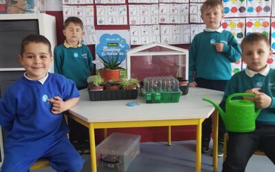 Senior infants Budding Gardeners