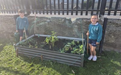 Incredible Edibles in Senior infants
